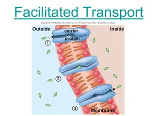 Facilitated Transport
 