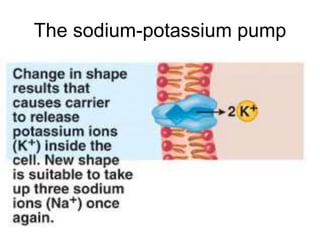 The sodium-potassium pump
 