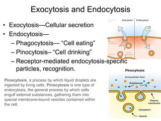 • Exocytosis---Cellular secretion
• Endocytosis—
– Phagocytosis— “Cell eating”
– Pinocytosis– “Cell drinking”
– Receptor-mediated endocytosis-specific
particles, recognition.
Exocytosis and Endocytosis
Pinocytosis, a process by which liquid droplets are
ingested by living cells. Pinocytosis is one type of
endocytosis, the general process by which cells
engulf external substances, gathering them into
special membrane-bound vesicles contained within
the cell.
 
