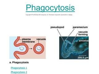 Phagocytosis
Phagocytosis 1
Phagocytosis 2
 