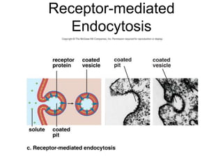 Receptor-mediated
Endocytosis
 