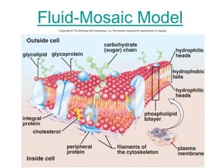Fluid-Mosaic Model
 