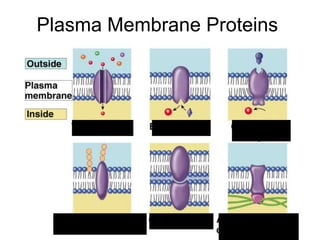 PROTEINS CAN
MOVE IN THE
MEMBRANE,
TOO!
Plasma Membrane Proteins
 