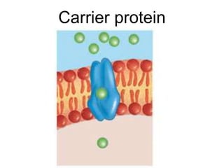 Carrier protein
 