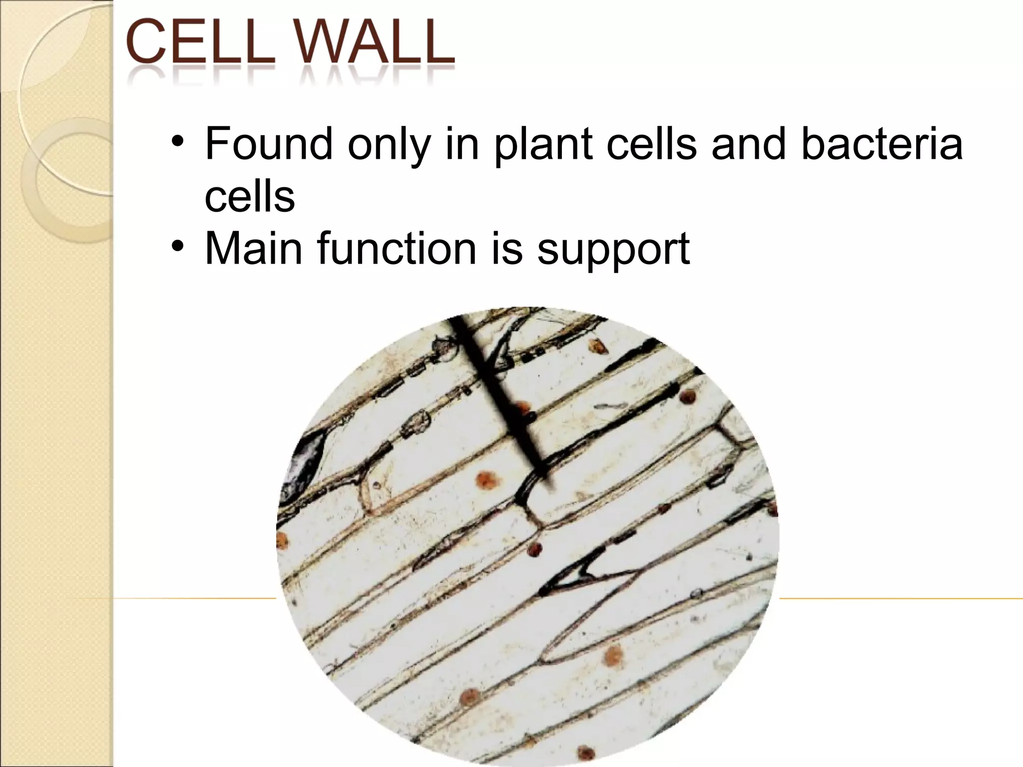 Found only in plant cells and bacteria cells Main function is support