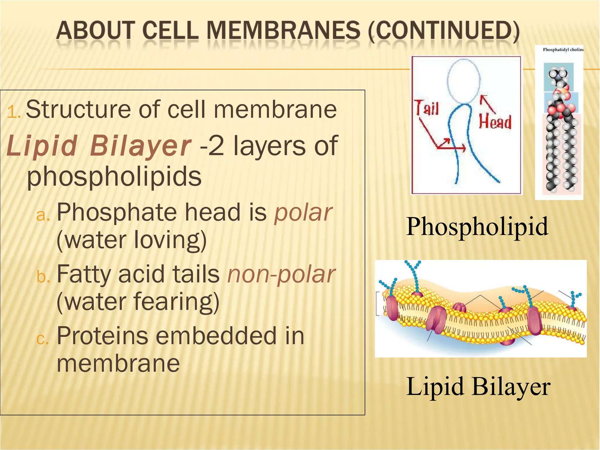 Structure of cell membrane Lipid Bilayer -2 layers of phospholipids Phosphate head is polar (water loving) Fatty acid tails non-polar (water fearing) Proteins embedded in membrane Phospholipid Lipid Bilayer