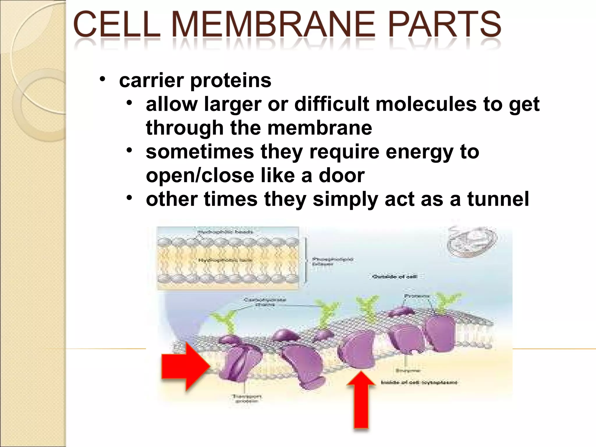 carrier proteins allow larger or difficult molecules to get through the membrane sometimes they require energy to open/close like a door other times they simply act as a tunnel