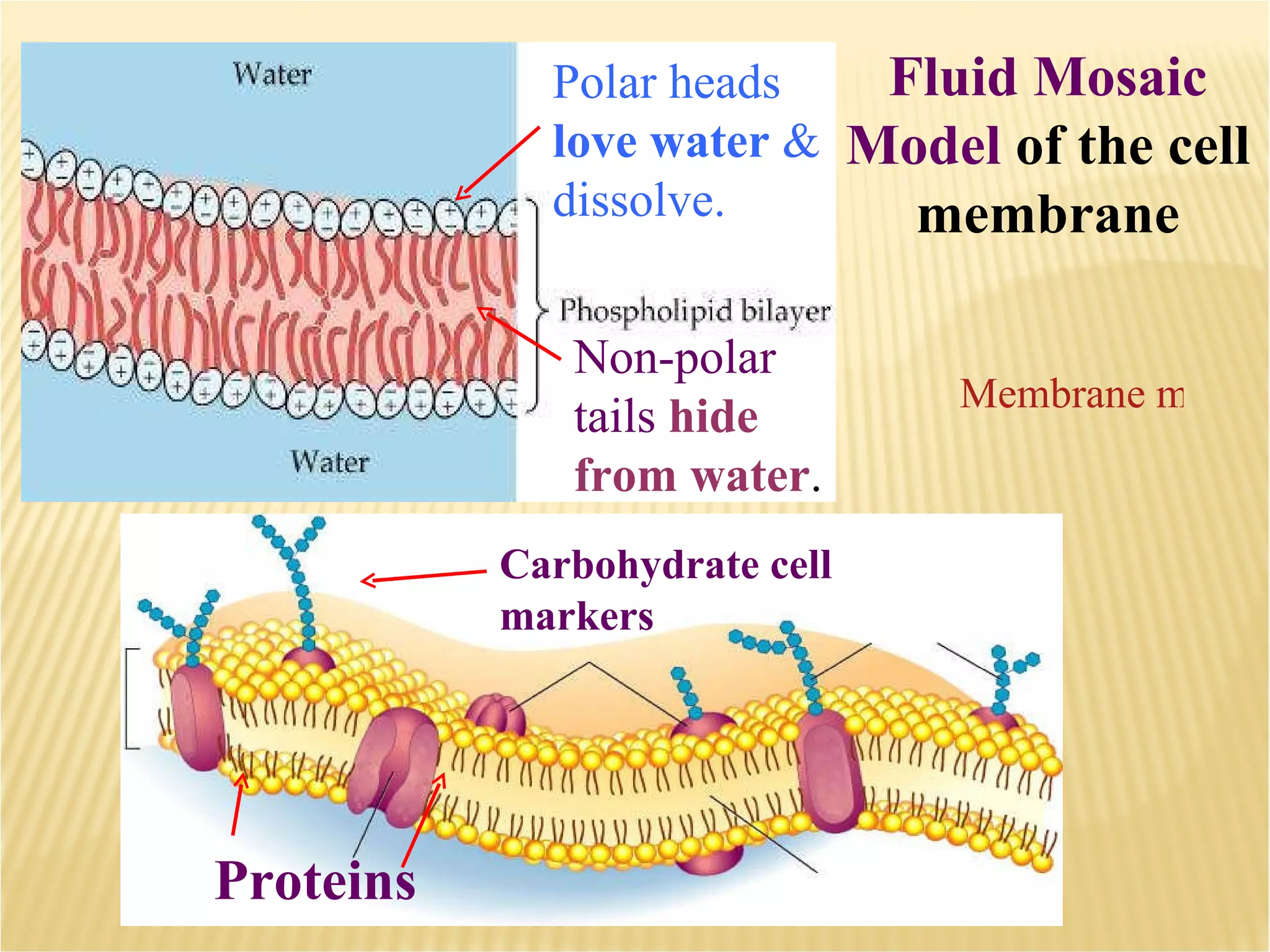 Proteins Membrane movement animation Polar heads love water & dissolve. Non-polar tails hide from water . Carbohydrate cell markers Fluid Mosaic Model of the cell membrane