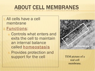 All cells have a cell membrane Functions :  Controls what enters and exits the cell to maintain an internal balance called  homeostasis Provides protection and support for the cell TEM picture of a real cell membrane. 