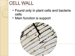 Found only in plant cells and bacteria cells Main function is support 