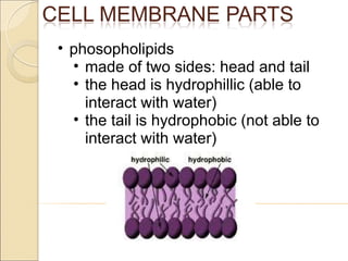 phosopholipids made of two sides: head and tail the head is hydrophillic (able to interact with water) the tail is hydrophobic (not able to interact with water) 