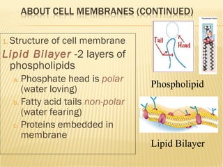 Structure of cell membrane Lipid Bilayer   -2 layers of phospholipids Phosphate head is  polar  (water loving) Fatty acid tails  non-polar   (water fearing) Proteins embedded in membrane Phospholipid Lipid Bilayer 
