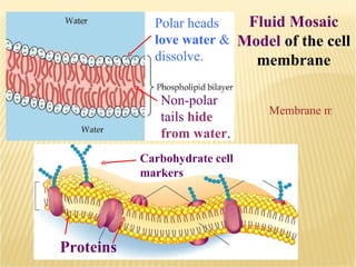 Proteins Membrane movement animation Polar heads  love water  & dissolve. Non-polar tails  hide from water . Carbohydrate cell markers Fluid Mosaic Model  of the cell membrane 