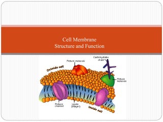 Cell Membrane
Structure and Function
 