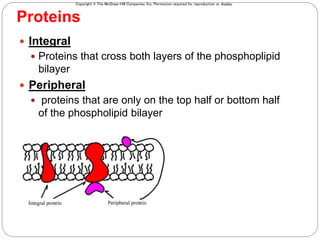 Copyright © The McGraw-Hill Companies, Inc. Permission required for reproduction or display.
9
 Integral
 Proteins that cross both layers of the phosphoplipid
bilayer
 Peripheral
 proteins that are only on the top half or bottom half
of the phospholipid bilayer
Proteins
 