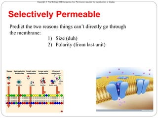 Copyright © The McGraw-Hill Companies, Inc. Permission required for reproduction or display.
3
Predict the two reasons things can’t directly go through
the membrane:
Selectively Permeable
1) Size (duh)
2) Polarity (from last unit)
 