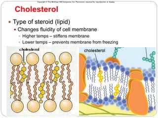 Copyright © The McGraw-Hill Companies, Inc. Permission required for reproduction or display.
Cholesterol
 Type of steroid (lipid)
 Changes fluidity of cell membrane
 Higher temps – stiffens membrane
 Lower temps – prevents membrane from freezing
 