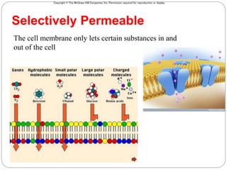 Copyright © The McGraw-Hill Companies, Inc. Permission required for reproduction or display.
4
The cell membrane only lets certain substances in and
out of the cell
Selectively Permeable
 
