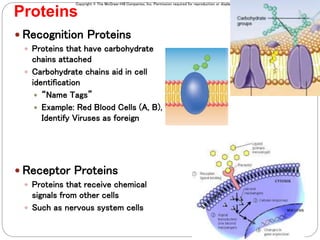Copyright © The McGraw-Hill Companies, Inc. Permission required for reproduction or display.
Proteins
7
 Recognition Proteins
 Proteins that have carbohydrate
chains attached
 Carbohydrate chains aid in cell
identification
 “Name Tags”
 Example: Red Blood Cells (A, B),
Identify Viruses as foreign
 Receptor Proteins
 Proteins that receive chemical
signals from other cells
 Such as nervous system cells
 