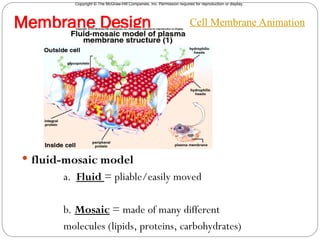 Copyright © The McGraw-Hill Companies, Inc. Permission required for reproduction or display.
Membrane Design
2
 fluid-mosaic model
a. Fluid = pliable/easily moved
b. Mosaic = made of many different
molecules (lipids, proteins, carbohydrates)
Cell Membrane Animation
 