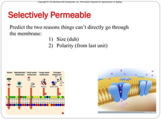 Copyright © The McGraw-Hill Companies, Inc. Permission required for reproduction or display.
3
Predict the two reasons things can’t directly go through
the membrane:
Selectively Permeable
1) Size (duh)
2) Polarity (from last unit)
 