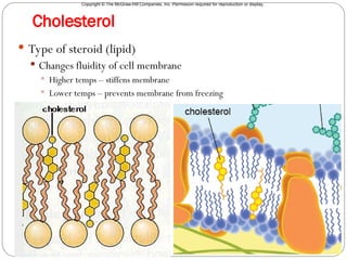 Copyright © The McGraw-Hill Companies, Inc. Permission required for reproduction or display.
Cholesterol
 Type of steroid (lipid)
 Changes fluidity of cell membrane
 Higher temps – stiffens membrane
 Lower temps – prevents membrane from freezing
 