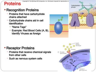 Copyright © The McGraw-Hill Companies, Inc. Permission required for reproduction or display.
Proteins
7
 Recognition Proteins
 Proteins that have carbohydrate
chains attached
 Carbohydrate chains aid in cell
identification
 “Name Tags”
 Example: Red Blood Cells (A, B),
Identify Viruses as foreign
 Receptor Proteins
 Proteins that receive chemical signals
from other cells
 Such as nervous system cells
 
