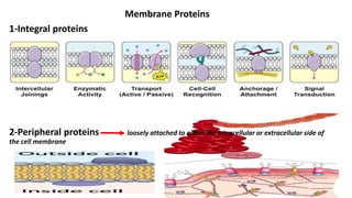 Cell membrane structure, function and transport mechanisms | PPTX