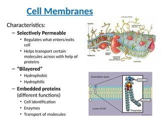 Cell Membranes noteUnit ! 6 Aug 2024.pptx