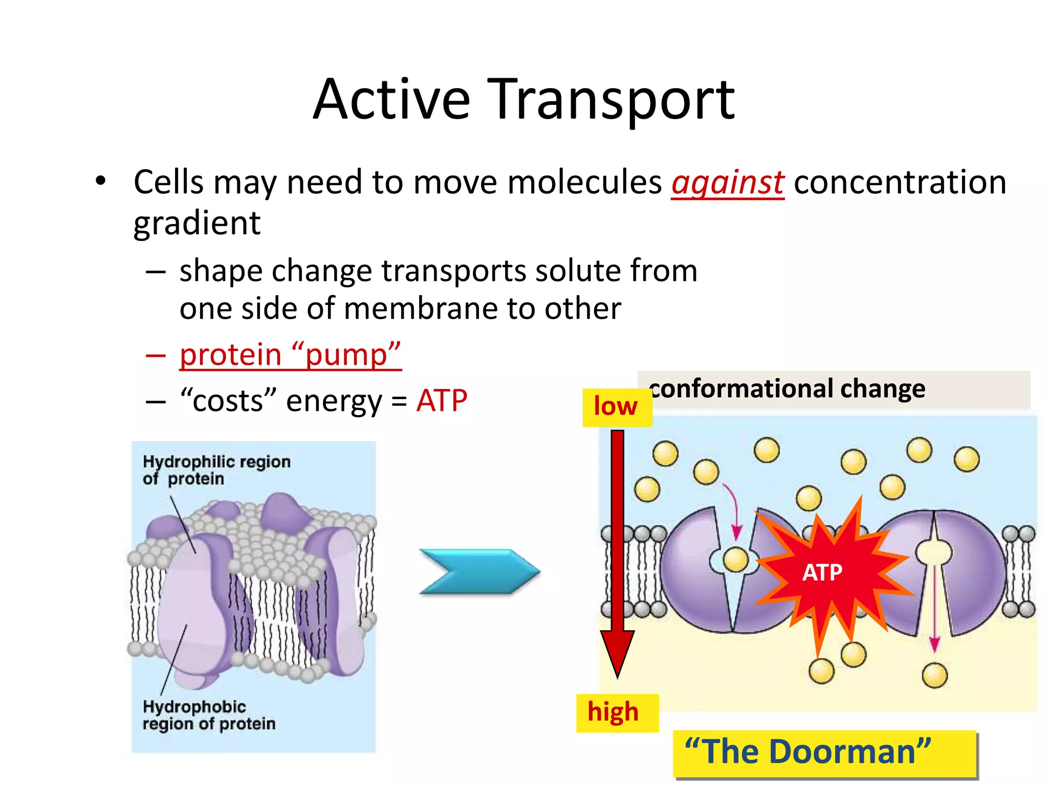 active and passive transport of plasma membrane | PPTX