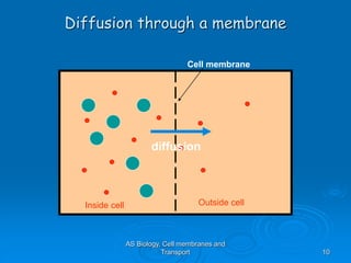 AS Biology, Cell membranes and
Transport 10
Diffusion through a membrane
Cell membrane
Inside cell Outside cell
diffusion
 