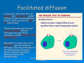 AS Biology, Cell membranes and
Transport 16
Facilitated diffusion
 Large polar molecules such as
glucose and amino acids, cannot
diffuse across the phospholipid
bilayer. Also ions such as Na+ or
Cl- cannot pass.
 These molecules pass through
protein channels instead.
Diffusion through these
channels is called FACILITATED
DIFFUSION.
 Movement of molecules is still
PASSIVE just like ordinary
diffusion, the only difference is,
the molecules go through a
protein channel instead of
passing between the
phospholipids.
 
