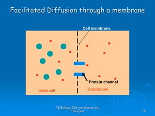 AS Biology, Cell membranes and
Transport 18
Facilitated Diffusion through a membrane
Cell membrane
Inside cell Outside cell
Protein channel
 