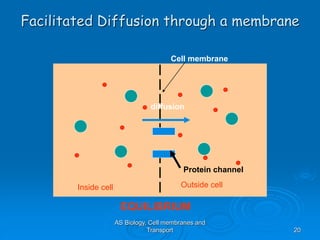AS Biology, Cell membranes and
Transport 20
Facilitated Diffusion through a membrane
Cell membrane
Inside cell Outside cell
Protein channel
diffusion
EQUILIBRIUM
 