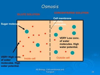AS Biology, Cell membranes and
Transport 24
Osmosis
Cell membrane
partially
permeable.
Inside cell Outside cell
VERY High conc.
of water
molecules. High
water potential.
VERY Low conc.
of water
molecules. High
water potential.
Sugar molecule
DILUTE SOLUTION
CONCENTRATED SOLUTION
 