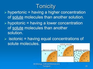 Tonicity
 hypertonic = having a higher concentration
of solute molecules than another solution.
 hypotonic = having a lower concentration
of solute molecules than another
solution.
 isotonic = having equal concentrations of
solute molecules.
AS Biology, Cell membranes and
Transport 29
 