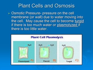 Plant Cells and Osmosis
 Osmotic Pressure- pressure on the cell
membrane (or wall) due to water moving into
the cell. May cause the cell to become turgid
if there is too much water or plasmolyzed if
there is too little water.
 