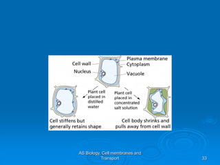 AS Biology, Cell membranes and
Transport 33
 