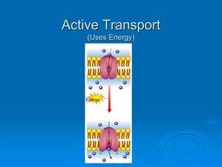 Active Transport
(Uses Energy)
Molecule
being carried
Energy
 