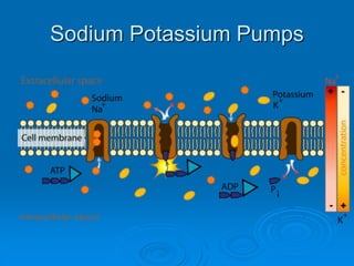Sodium Potassium Pumps
 