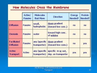 AS Biology, Cell membranes and
Transport 41
 