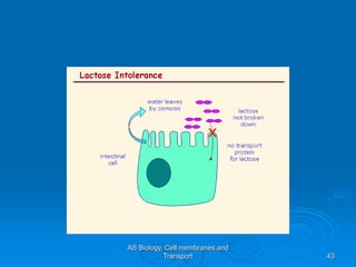 AS Biology, Cell membranes and
Transport 43
 