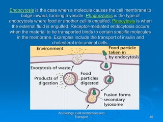AS Biology, Cell membranes and
Transport 46
Endocytosis is the case when a molecule causes the cell membrane to
bulge inward, forming a vesicle. Phagocytosis is the type of
endocytosis where food or another cell is engulfed. Pinocytosis is when
the external fluid is engulfed. Receptor-mediated endocytosis occurs
when the material to be transported binds to certain specific molecules
in the membrane. Examples include the transport of insulin and
cholesterol into animal cells.
 