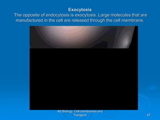AS Biology, Cell membranes and
Transport 47
Exocytosis
The opposite of endocytosis is exocytosis. Large molecules that are
manufactured in the cell are released through the cell membrane.
 