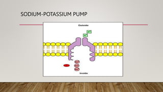 SODIUM-POTASSIUM PUMP
 