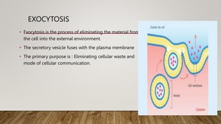 EXOCYTOSIS
• Exocytosis is the process of eliminating the material from
the cell into the external environment.
• The secretory vesicle fuses with the plasma membrane
• The primary purpose is : Eliminating cellular waste and
mode of cellular communication.
 