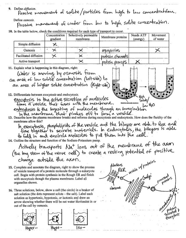 Cell Transport Review Worksheet Answers