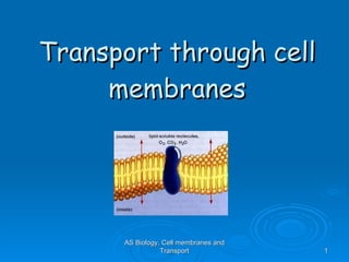Transport through cell membranes AS Biology, Cell membranes and Transport 