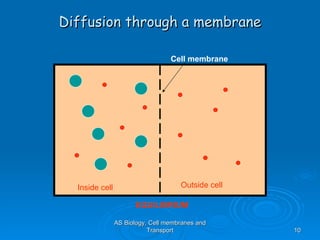 Diffusion through a membrane AS Biology, Cell membranes and Transport Cell membrane Inside cell Outside cell EQUILIBRIUM 