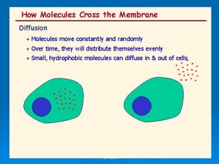 AS Biology, Cell membranes and Transport 
